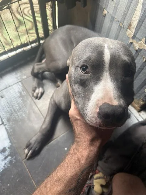 A young large-sized male Pit Bull Terrier dog named Dobby for adoption in Camarillo, CA