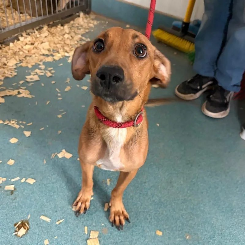 A young small-sized female Dachshund dog named Taco Bella for adoption in Danbury, CT