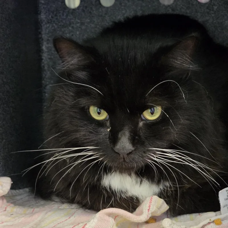 An adult large-sized male Black Domestic Medium Hair cat named Mica for adoption in Baltimore, MD