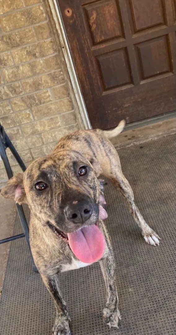 An adult medium-sized female Brindle Catahoula Leopard Dog dog named (Seven) for adoption in Denison, TX