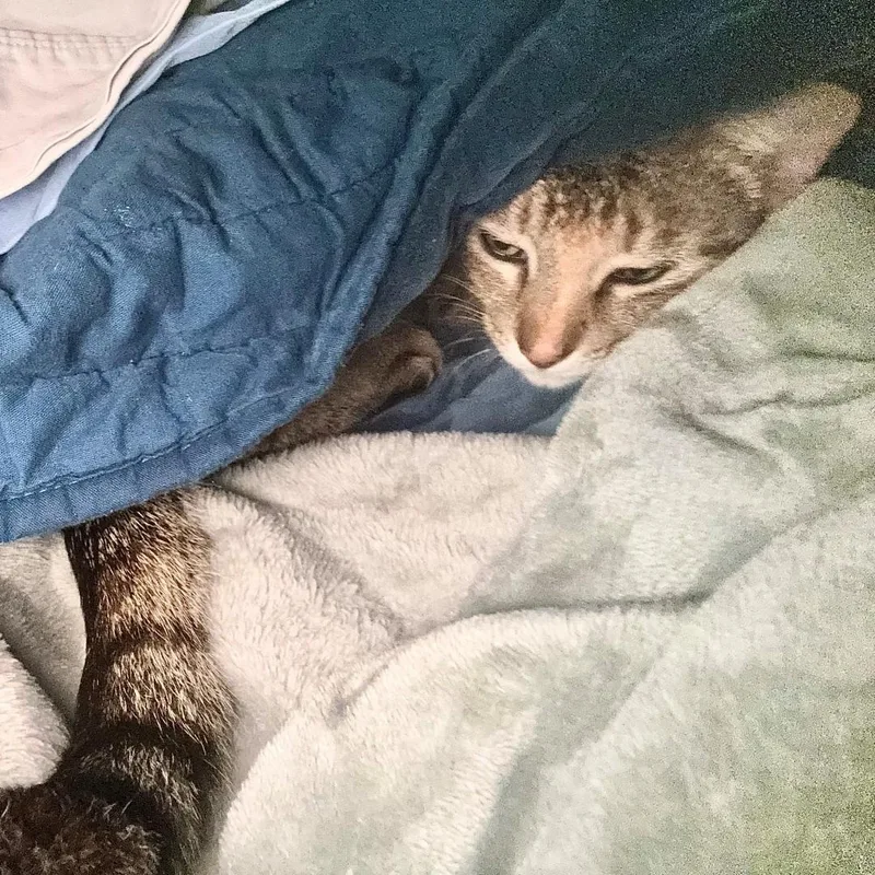 Billie Holiday Treece thumbnail 2