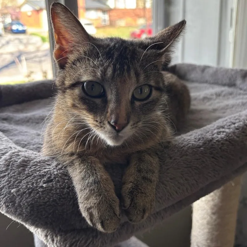 Billie Holiday Treece thumbnail 3