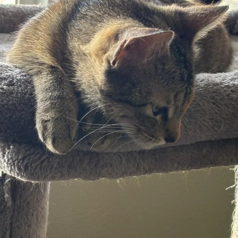 Billie Holiday Treece thumbnail 4