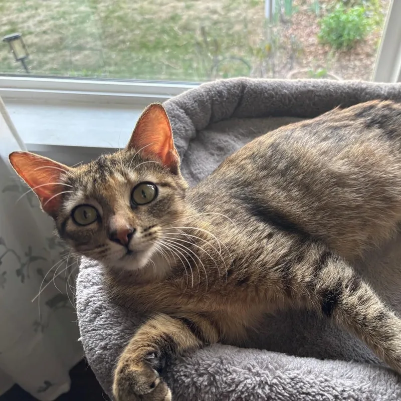 Billie Holiday Treece