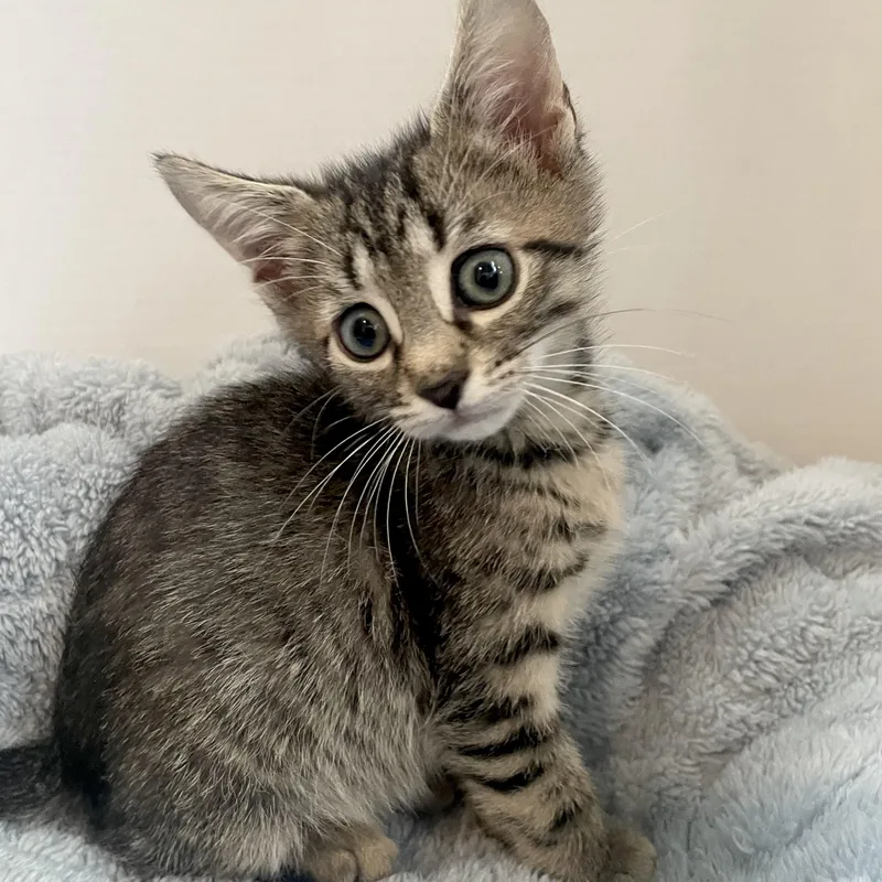 A baby medium-sized male Tabby (Brown / Chocolate) Tabby cat named Bodhi for adoption in Greensboro, NC