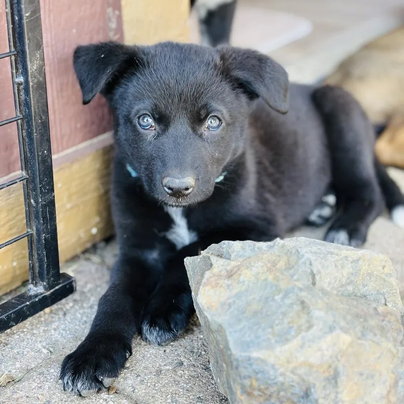 Denali thumbnail 6