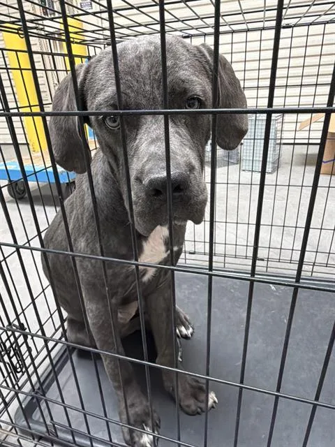A young small-sized male Cane Corso dog named Bubbas for adoption in Las Vegas, NV
