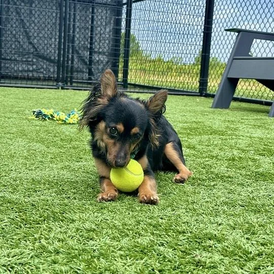 A young small-sized male Black Mixed Breed dog named Marko for adoption in Matteson, IL