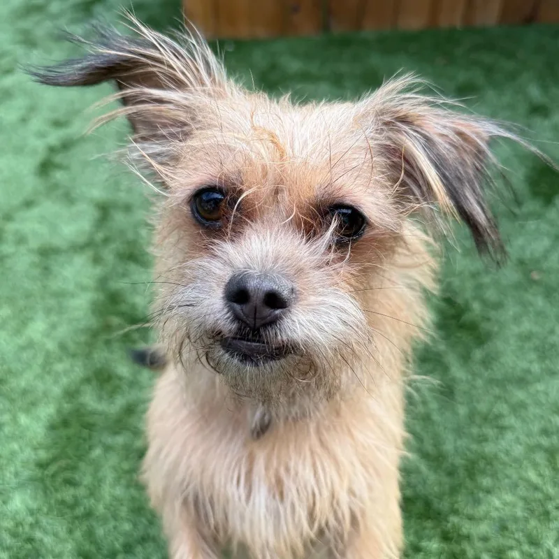 An adult small-sized female Terrier dog named Canelita for adoption in Naperville, IL