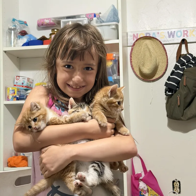 A baby small-sized female Calico Domestic Short Hair cat named Mazzy for adoption in Pittsburgh, PA
