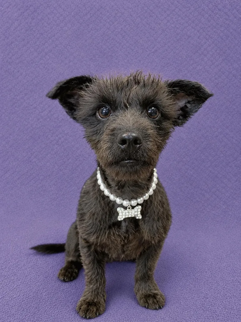 A baby small-sized female Black Mixed Breed dog named Mellie for adoption in Lodi, CA