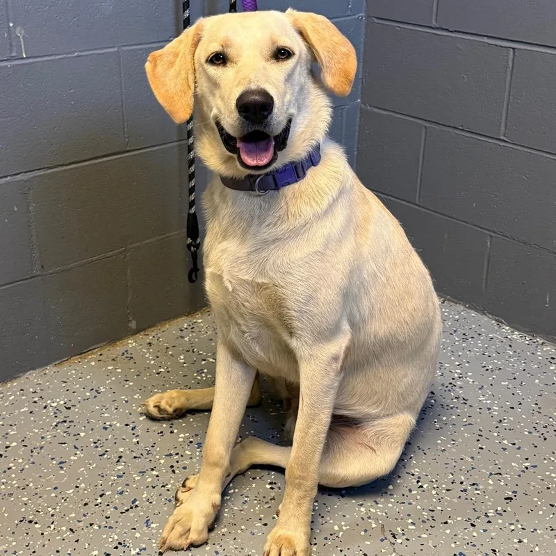 A young large-sized female White / Cream Labrador Retriever dog named TUSCStray for adoption in Tuscaloosa, AL