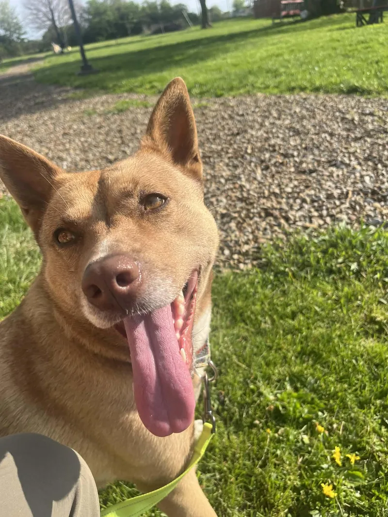 An adult large-sized female Red / Chestnut / Orange Australian Cattle Dog / Blue Heeler dog named Flora for adoption in Elyria, OH
