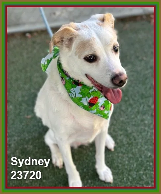 A senior medium-sized female White / Cream Labrador Retriever dog named Sydney for adoption in Marietta, GA