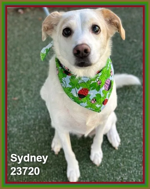 Sydney thumbnail 2