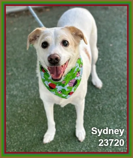 Sydney thumbnail 5