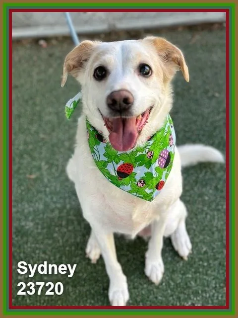 Sydney thumbnail 6