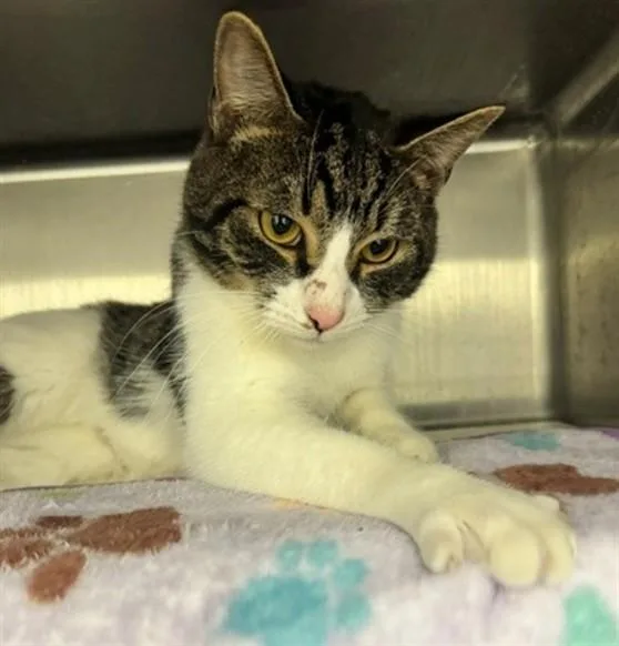 A young medium-sized male Domestic Short Hair cat named Preston for adoption in Anchorage, AK