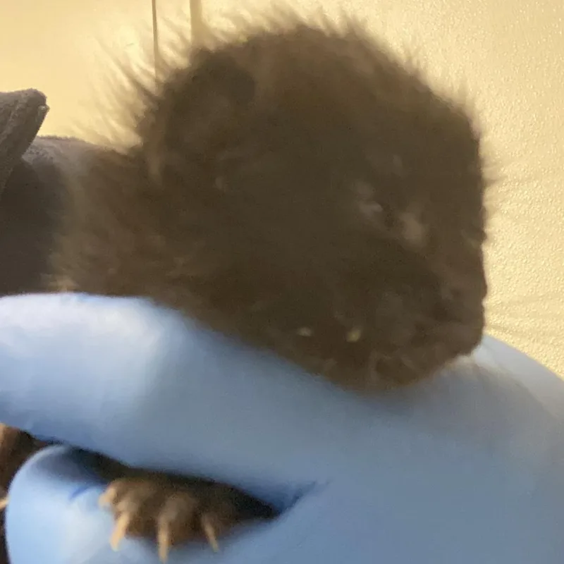 A baby small-sized female Black Domestic Short Hair cat named Bean for adoption in Harrisonburg, VA