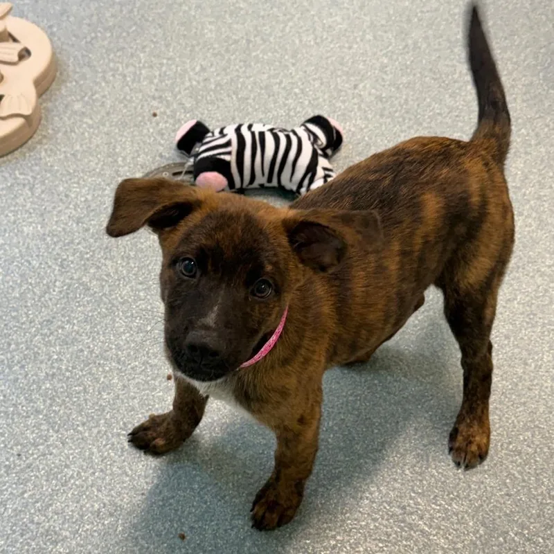 A baby small-sized male Brindle Mixed Breed dog named Colby for adoption in Briarcliff Manor, NY
