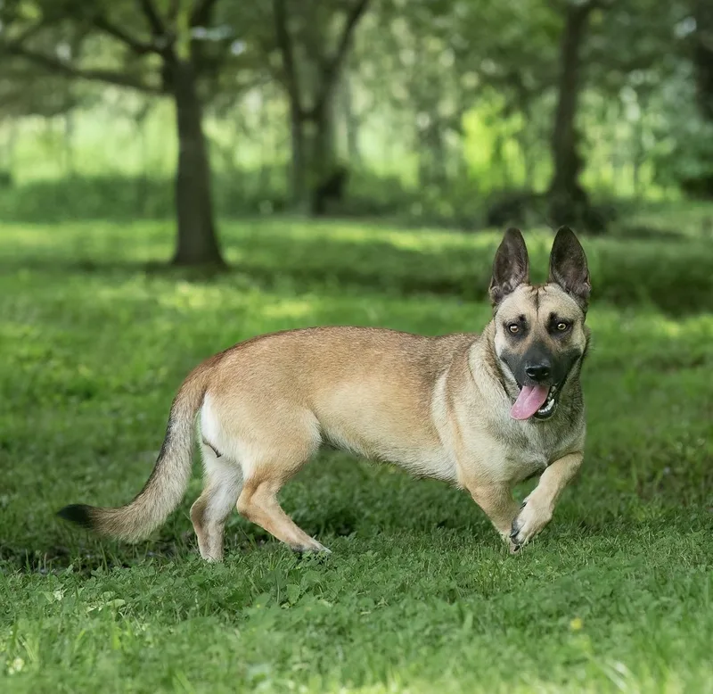 A young medium-sized female Black Corgi dog named Sequoia for adoption in Tomball, TX