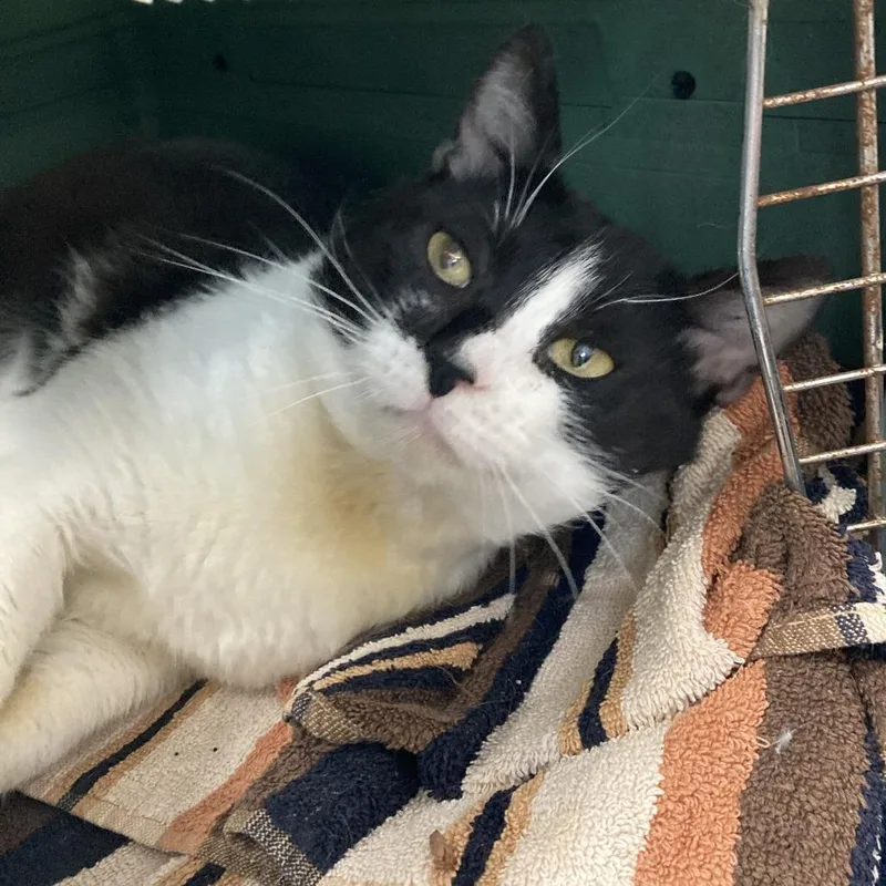 An adult large-sized male Black Domestic Short Hair cat named Mr. Whiskers for adoption in St. Helena, CA