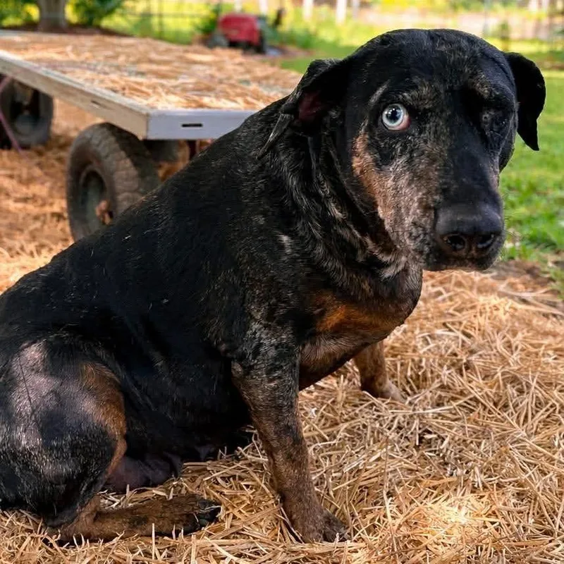 A senior large-sized female Black Catahoula Leopard Dog dog named Disco for adoption in Hackett, AR