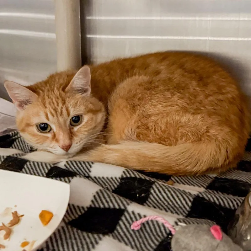 A senior medium-sized female Orange / Red Domestic Medium Hair cat named Marigold for adoption in Kennebunk, ME
