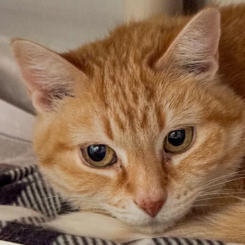 Marigold thumbnail 2