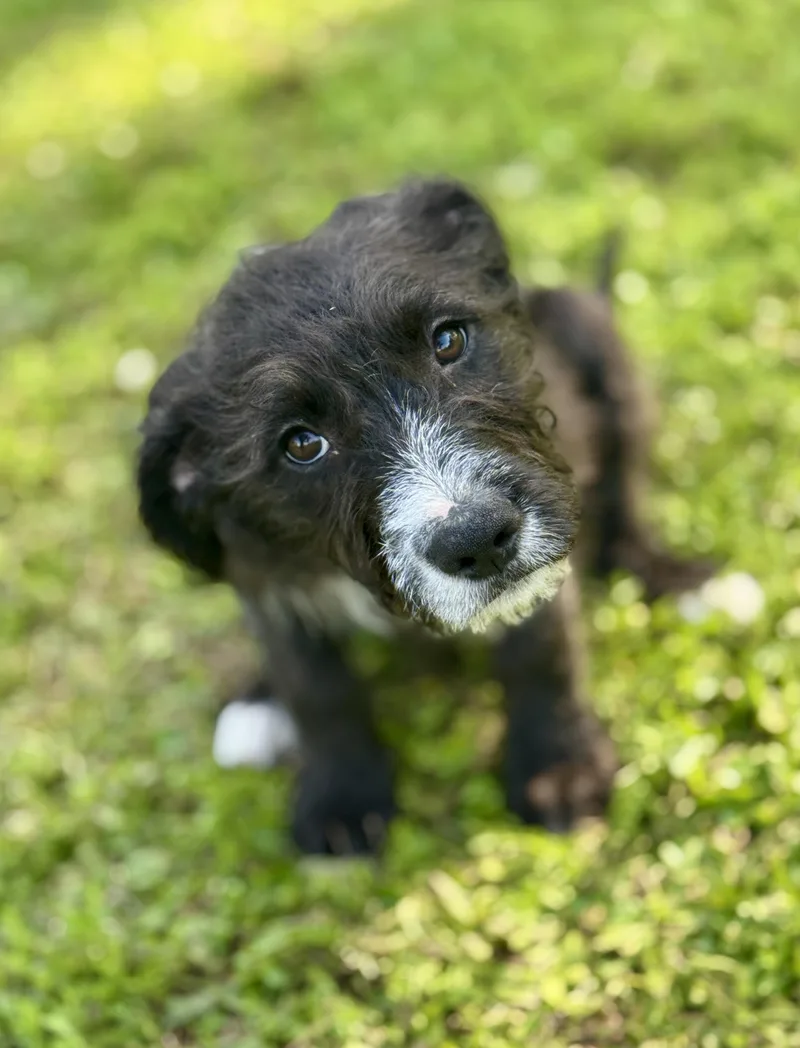 Amberlee thumbnail 2