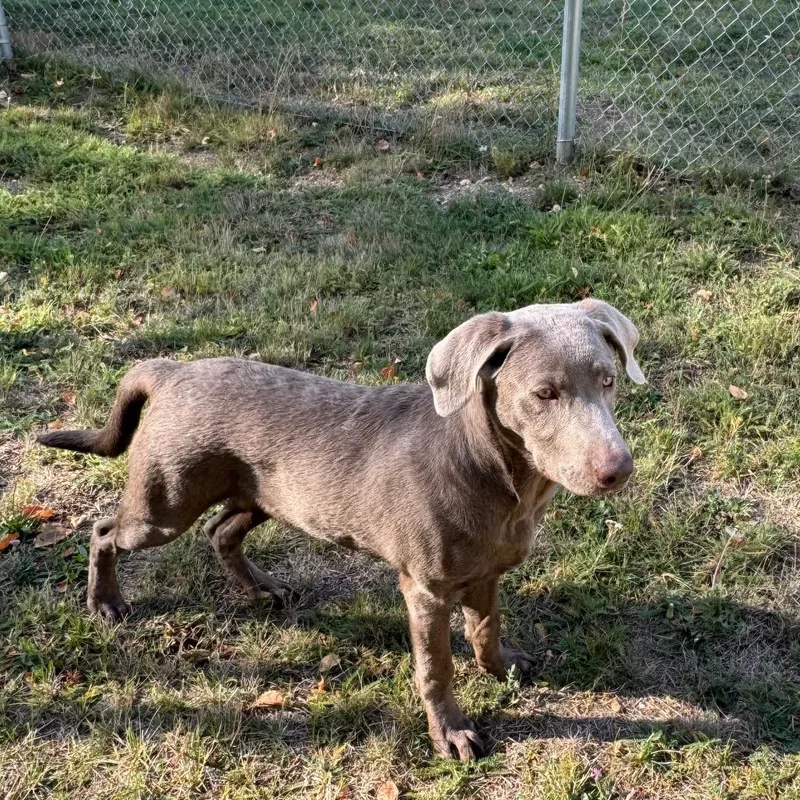 A young medium-sized male Gray / Blue / Silver Labrador Retriever dog named Rogue for adoption in Priest River, ID