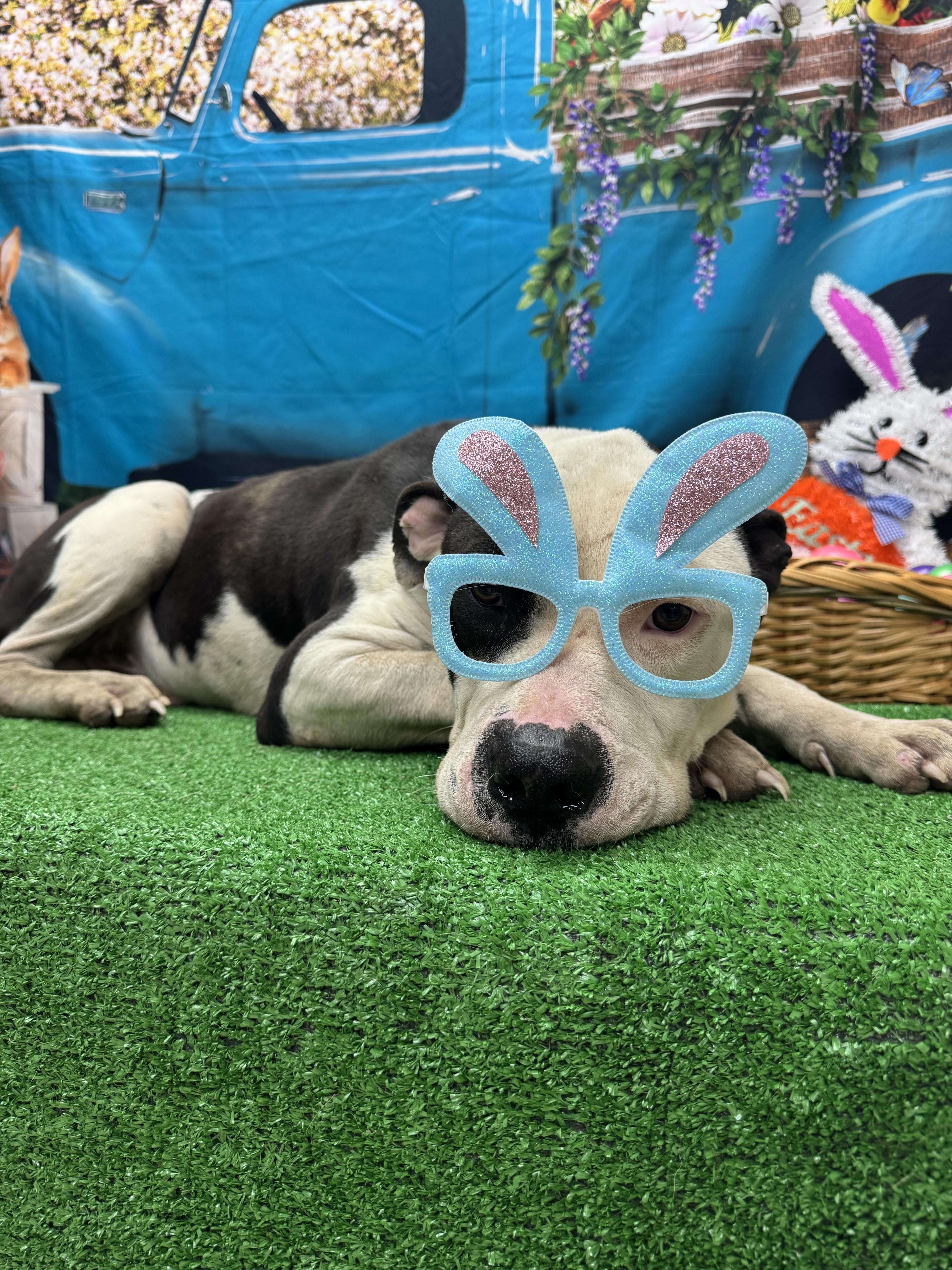 An adult medium-sized male White / Cream Pit Bull Terrier dog named Lupine for adoption in Statesboro, GA