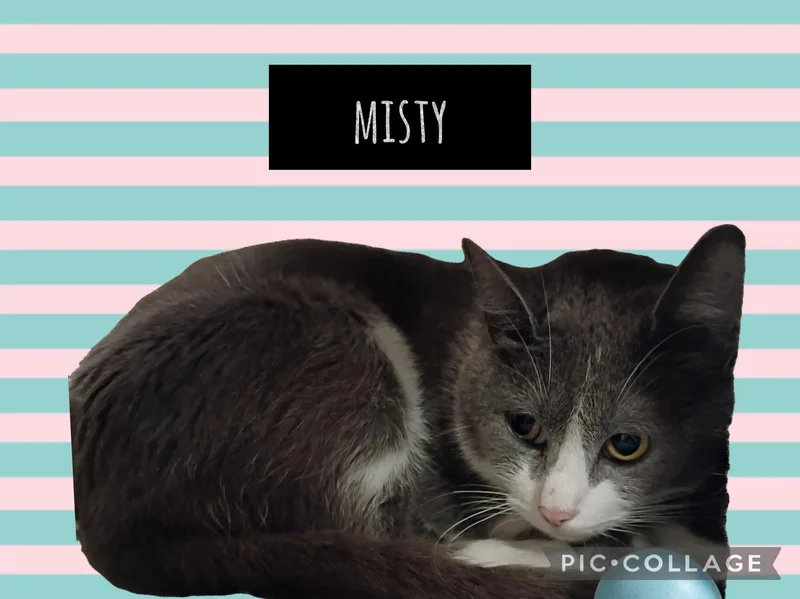 A young medium-sized female Domestic Short Hair cat named Misty for adoption in Muncie, IN