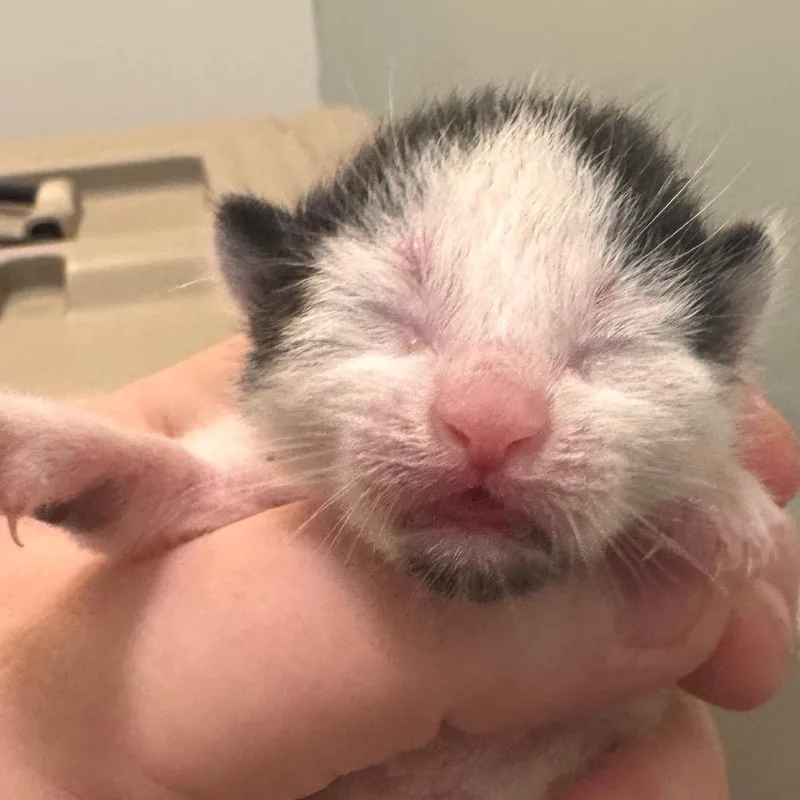 A baby small-sized male Domestic Short Hair cat named Tilted Towers for adoption in Newark, DE