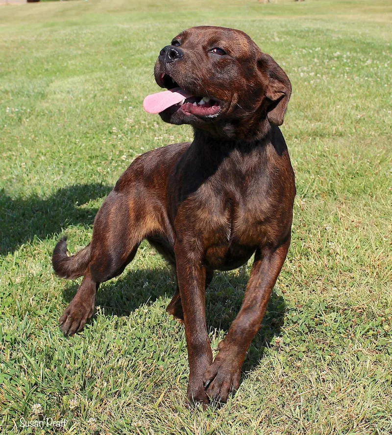 An adult medium-sized female Brindle Labrador Retriever dog named Tonic for adoption in Bedford, VA