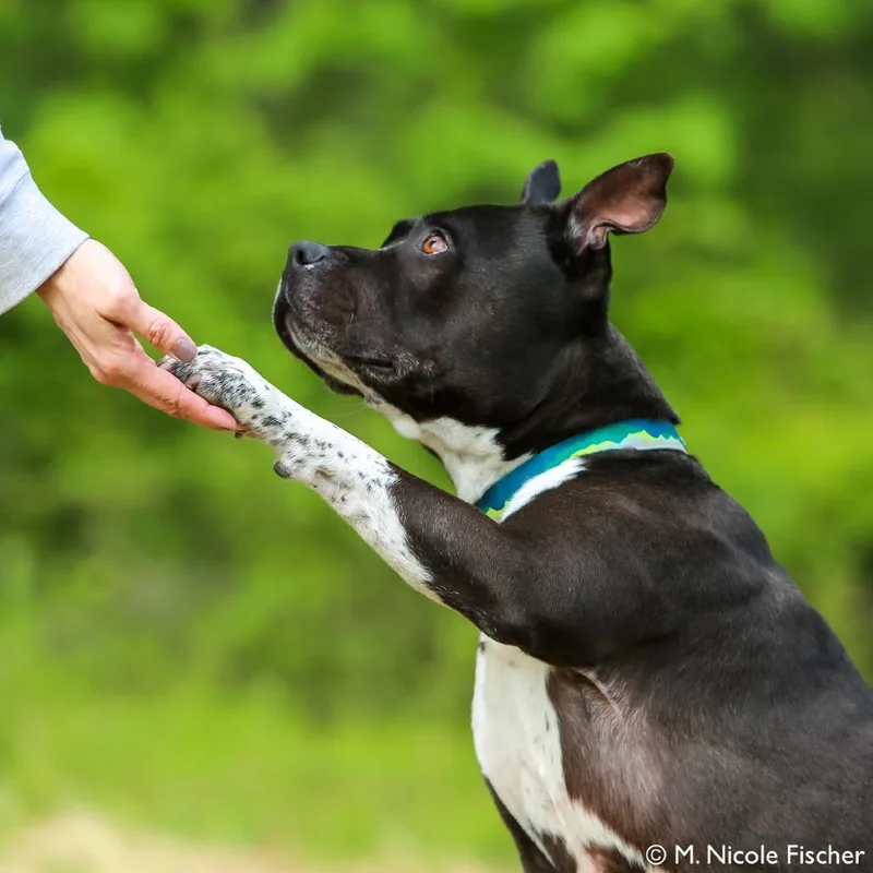 A senior medium-sized male Black Pit Bull Terrier dog named Jax for adoption in Perkiomenville, PA