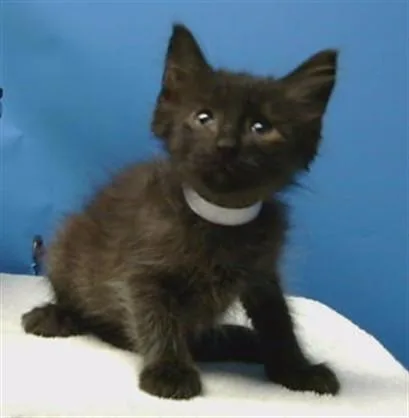 A baby small-sized male Domestic Medium Hair cat named Binx for adoption in Gardena, CA