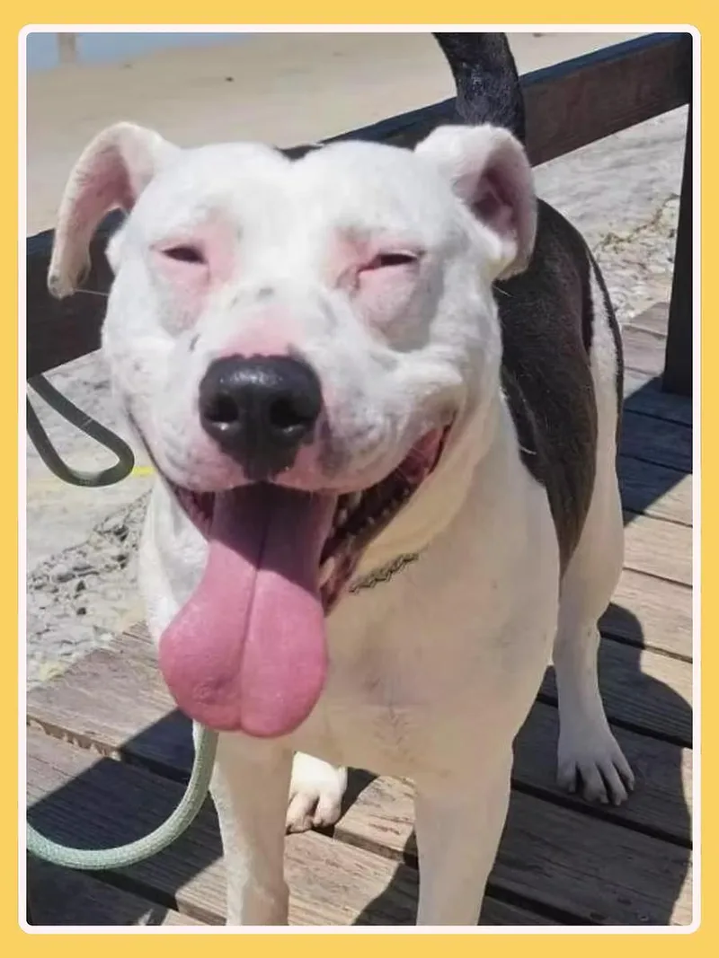 An adult medium-sized male Black Pit Bull Terrier dog named Gannicus for adoption in San Francisco, CA