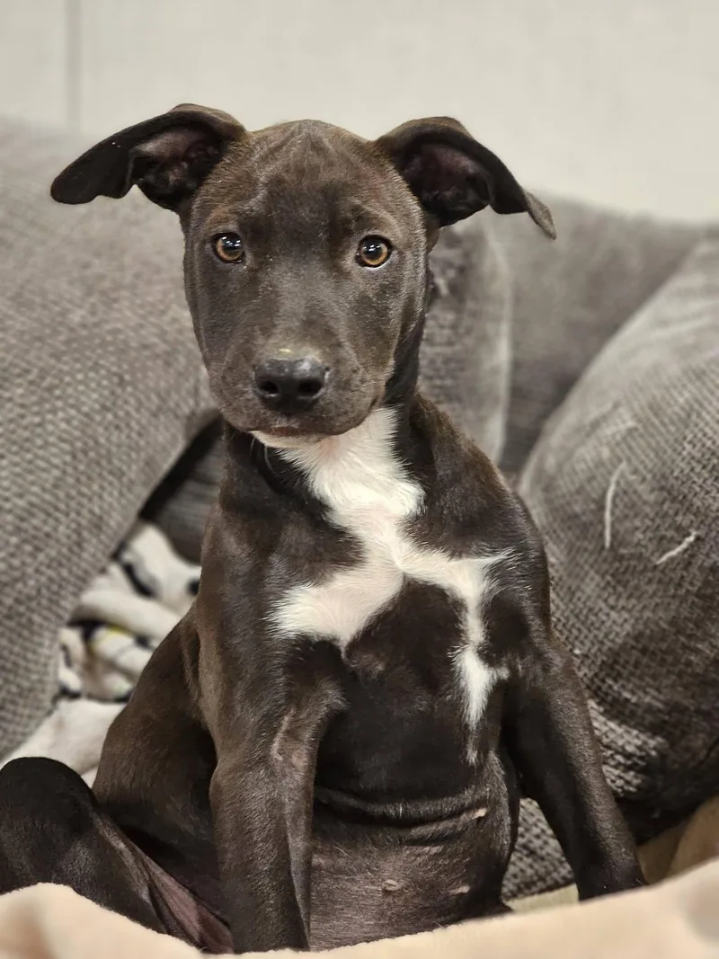 A young medium-sized female Labrador Retriever dog named Cashew Nut Litter for adoption in Sheboygan, WI