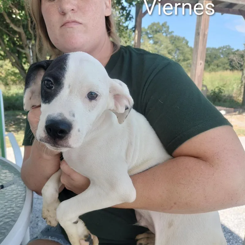 A baby small-sized male White / Cream Mixed Breed dog named Viernes for adoption in Brooksville, KY