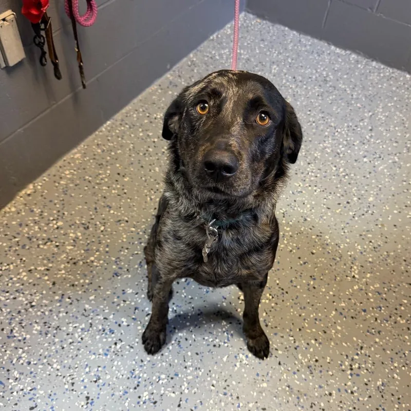 An adult medium-sized male Black Cattle Dog dog named Tuscstray for adoption in Tuscaloosa, AL