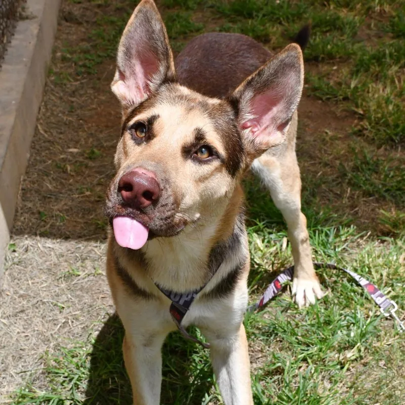 An adult large-sized male Black German Shepherd Dog dog named Antonio Banderas for adoption in Beaumont, TX