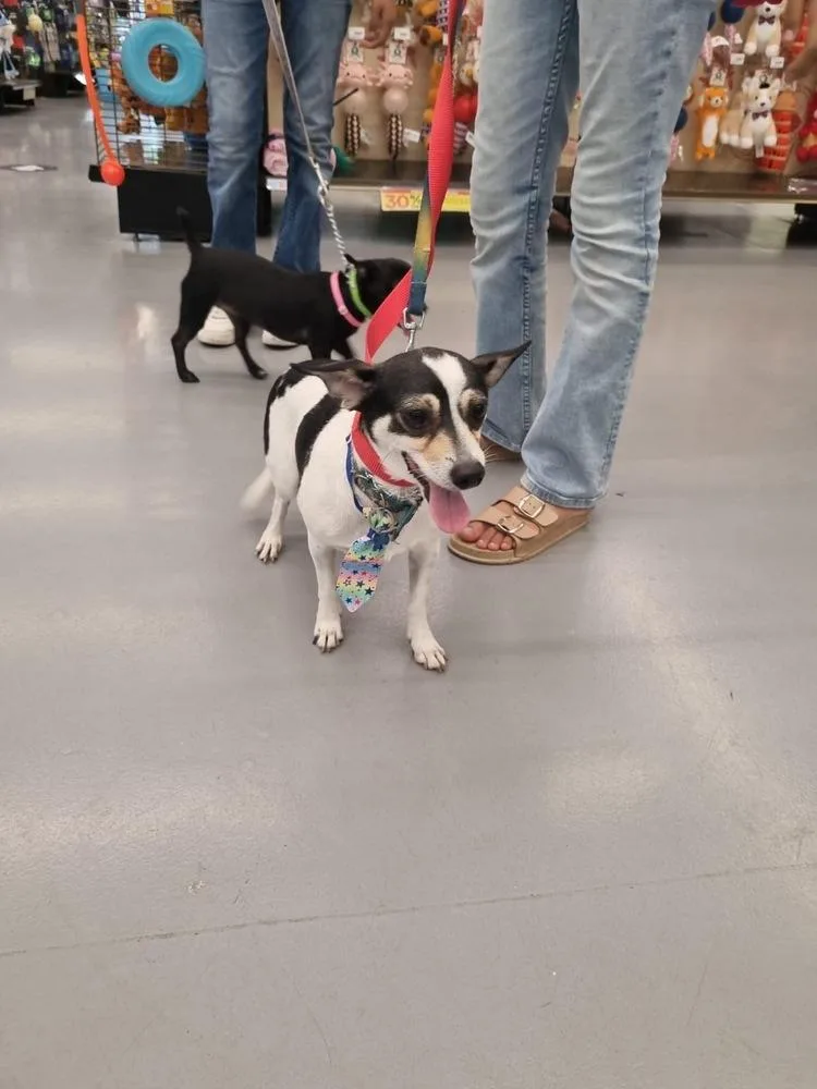 A young small-sized male Tricolor (Brown, Black, & White) Miniature Pinscher dog named Dash for adoption in Gig Harbor, WA