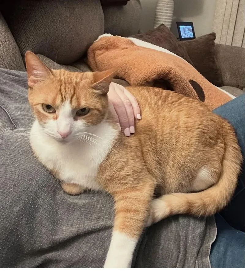 An adult medium-sized male Orange & White Domestic Short Hair cat named Solo for adoption in St. Clair, MI