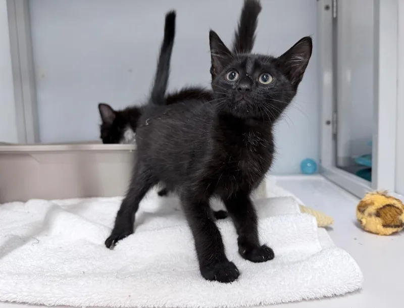 A baby medium-sized male Domestic Short Hair cat named Rajah for adoption in Raleigh, NC