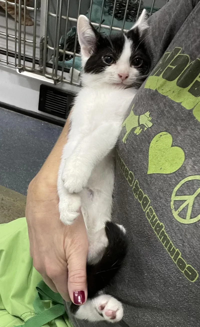 A baby medium-sized female Black & White / Tuxedo Domestic Short Hair cat named Nikon& Nakita for adoption in Columbus, OH