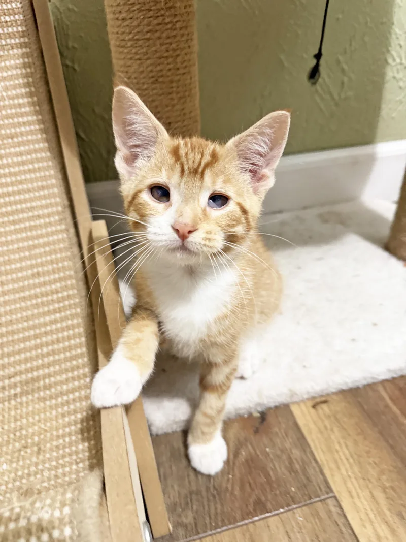 A baby medium-sized male Orange & White Tabby cat named Moe silly playful for adoption in Neenah, WI