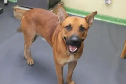 A young medium-sized male Terrier dog named Boone for adoption in Picayune, MS
