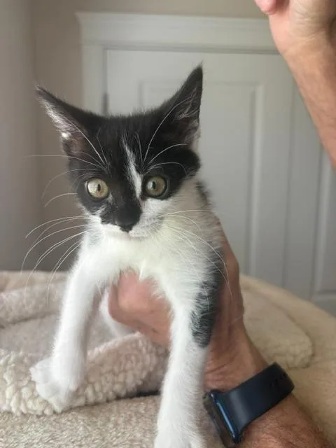 A baby small-sized female Domestic Short Hair cat named Oreo for adoption in Ogden, UT