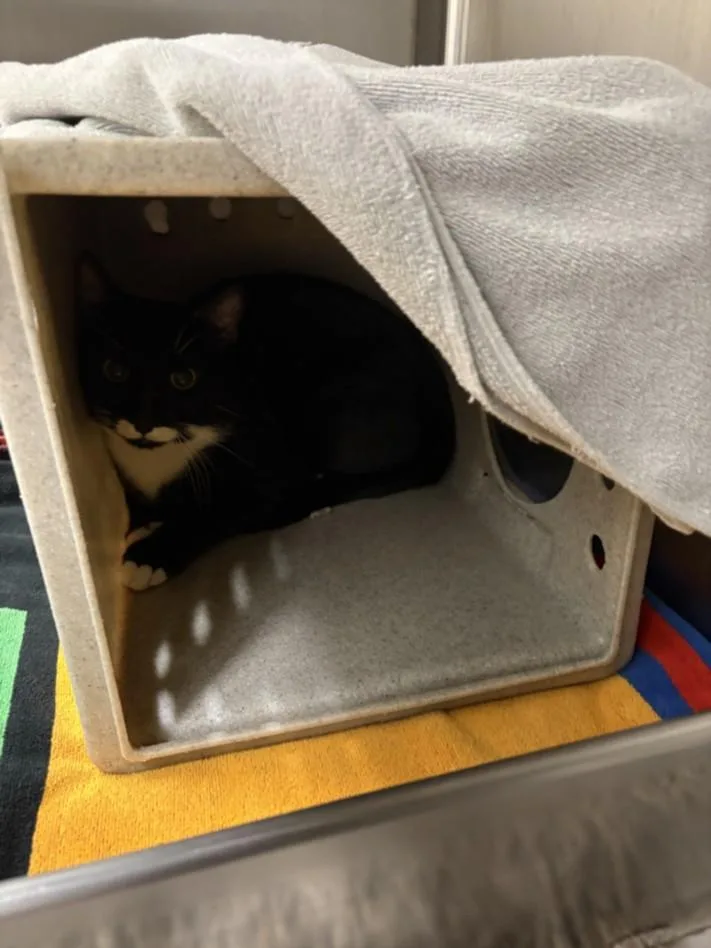 A young small-sized male Domestic Short Hair cat named Chester for adoption in Derwood, MD